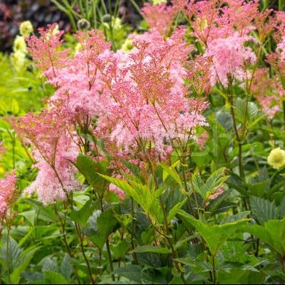 Filipendula rubra : VENUSTA MAGNIFICA Perene Superbe