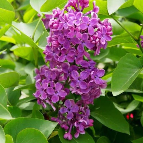 Liliac : CHARLES JOLY Perene Superbe