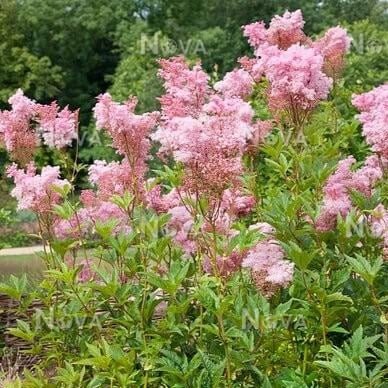 Filipendula rubra : VENUSTA MAGNIFICA Perene Superbe
