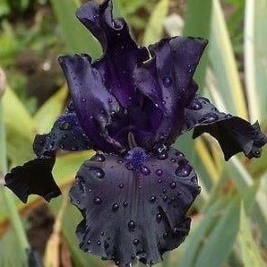 Iris germanica : BLACK DRAGON Perene Superbe