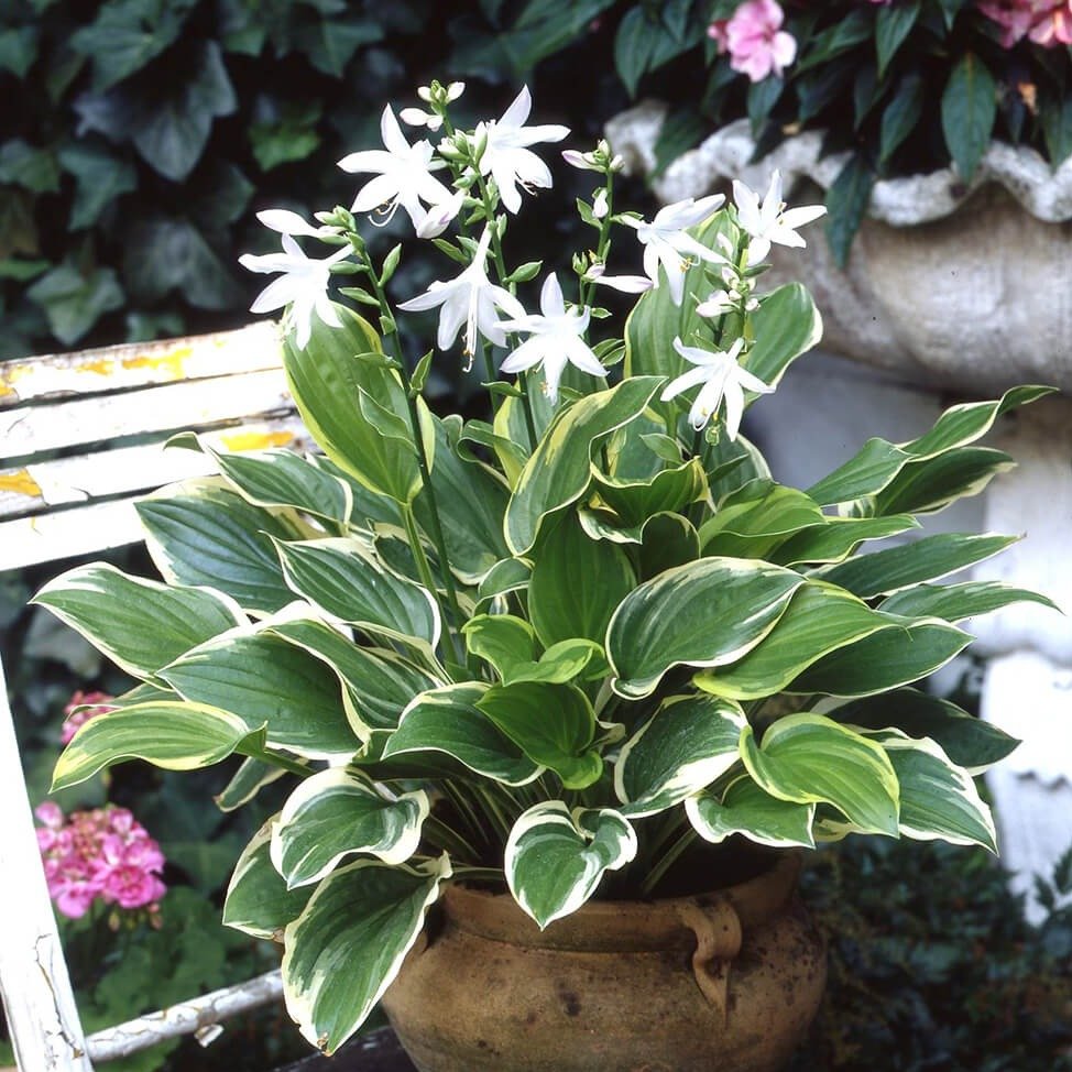 Hosta : SO SWEET Perene Superbe