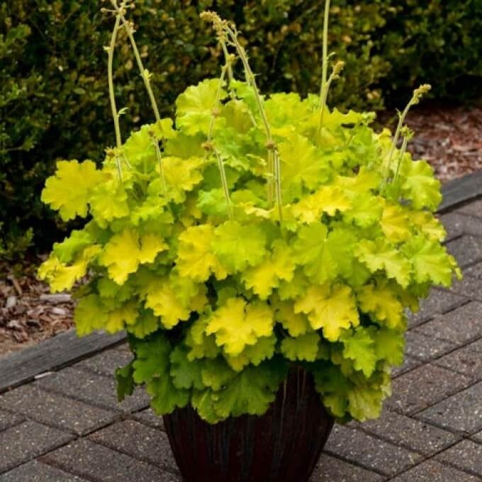 Heuchera : LEMON LOVE Perene Superbe