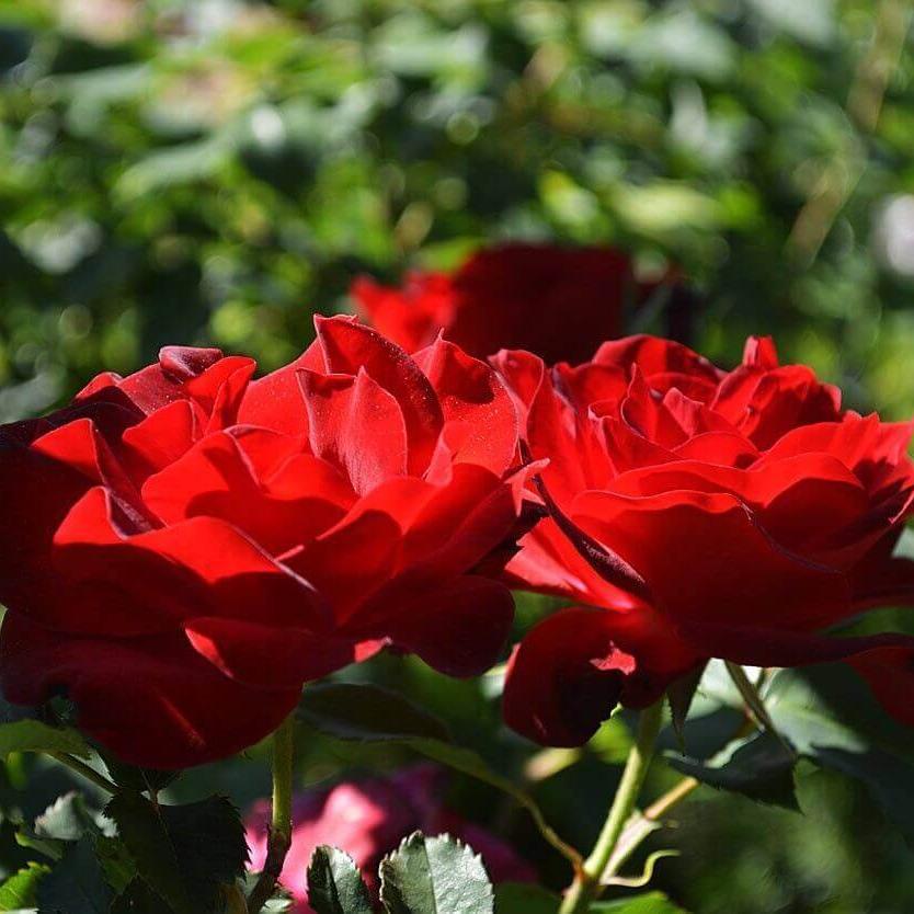 DAME DE COEUR Trandafir pomisor