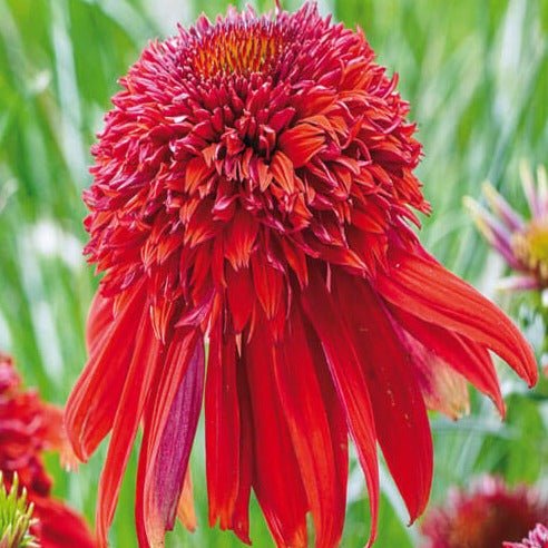 Echinacea hybrida : ECCENTRIC Perene Superbe