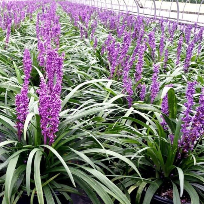 Liriope spicata : INGWERSEN Perene Superbe