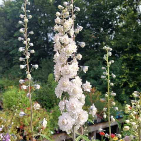 Delphinium Highlander Samba