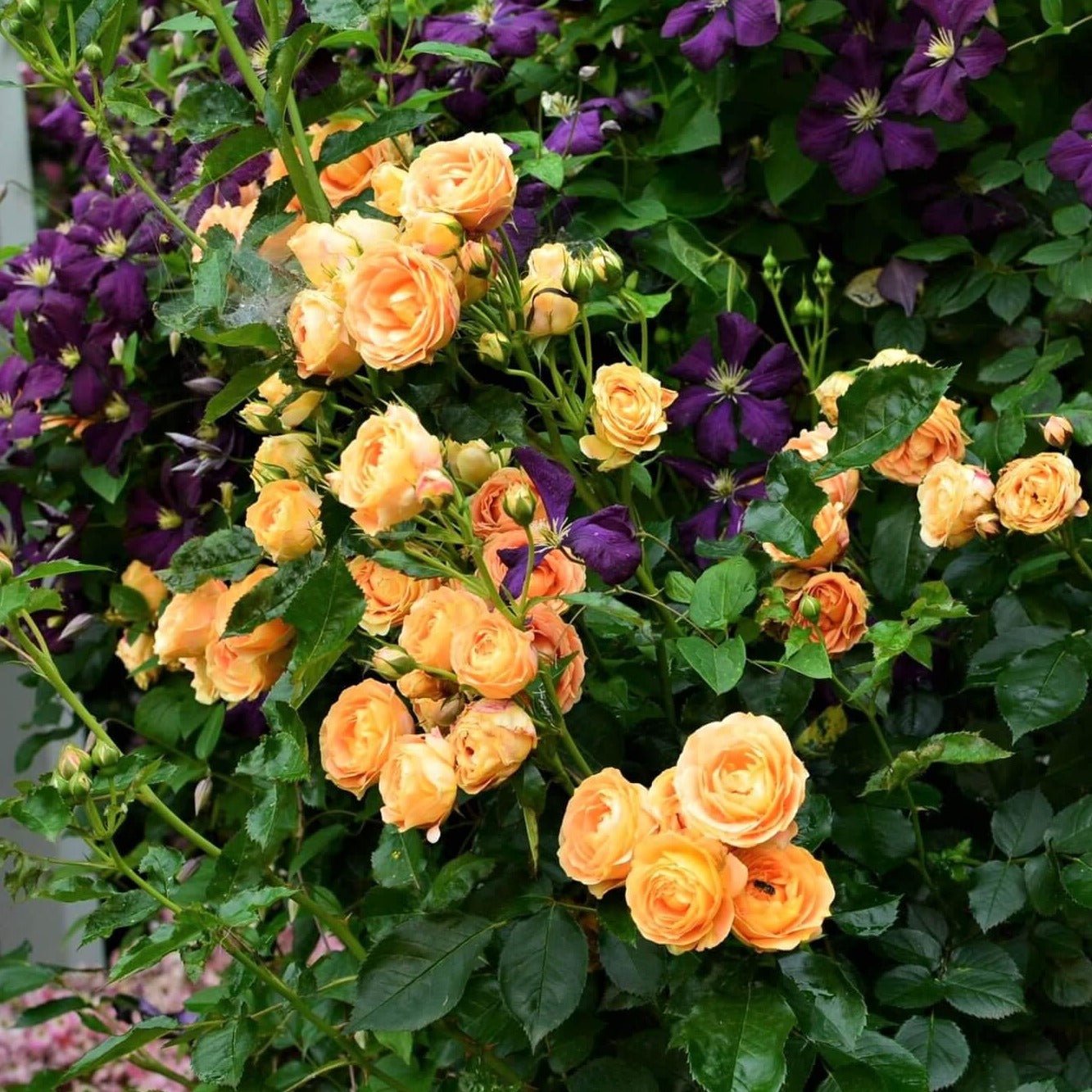 DOLCE VITA Trandafir floribunda