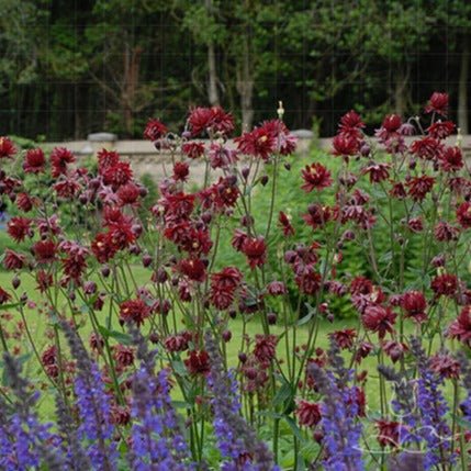 Aquilegia vulgaris : RUBY PORT Perene Superbe
