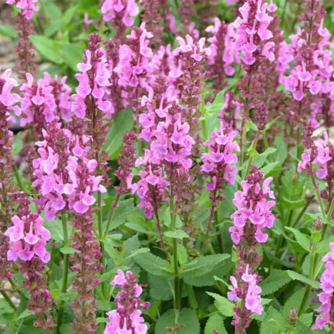 Salvia nemorosa : MARVEL ROSE Perene Superbe