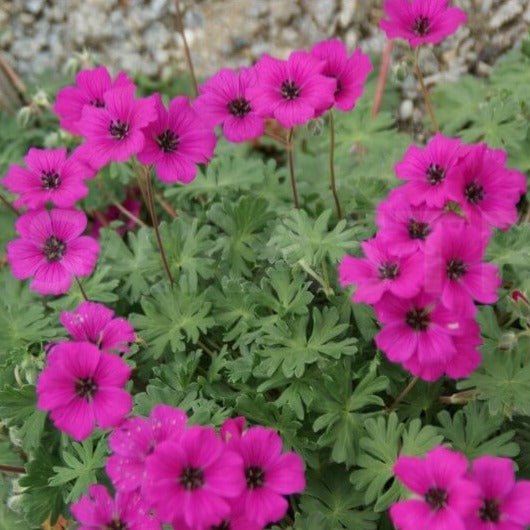 Geranium cinereum : GIUSEPPII Perene Superbe