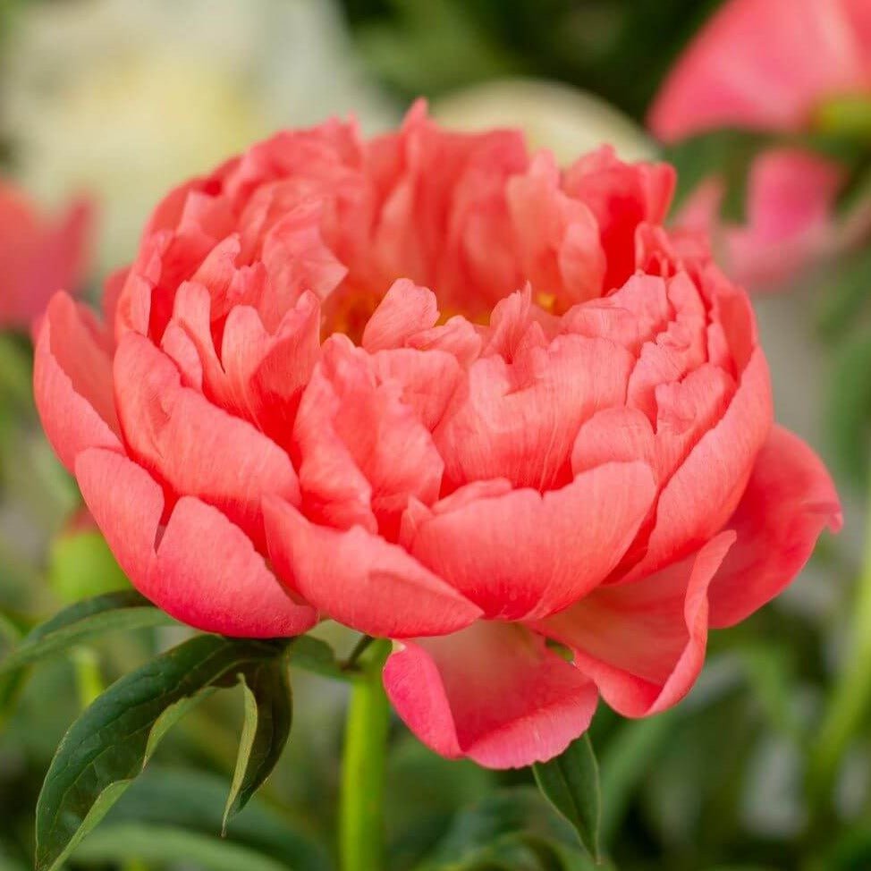 Paeonia lactiflora : CORAL SUNSET Perene Superbe