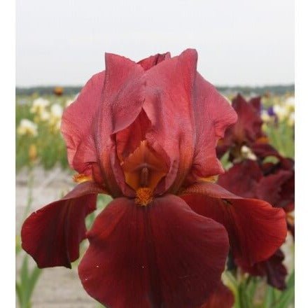 Iris germanica : RESPECTABLE Perene Superbe