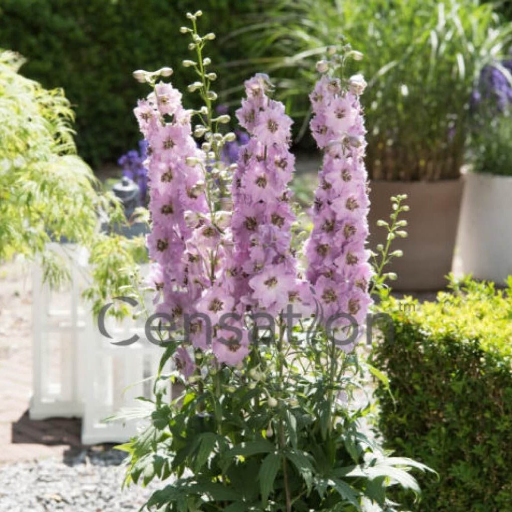 Delphinium elantum : AMARA BARBARA Perene Superbe