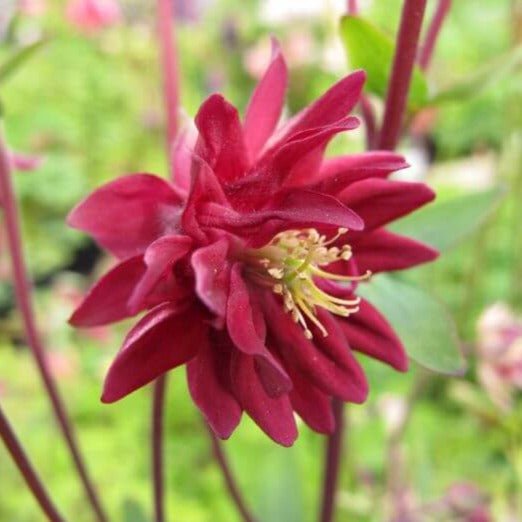 Aquilegia vulgaris : RUBY PORT Perene Superbe
