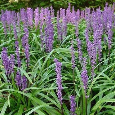 Liriope spicata : INGWERSEN Perene Superbe