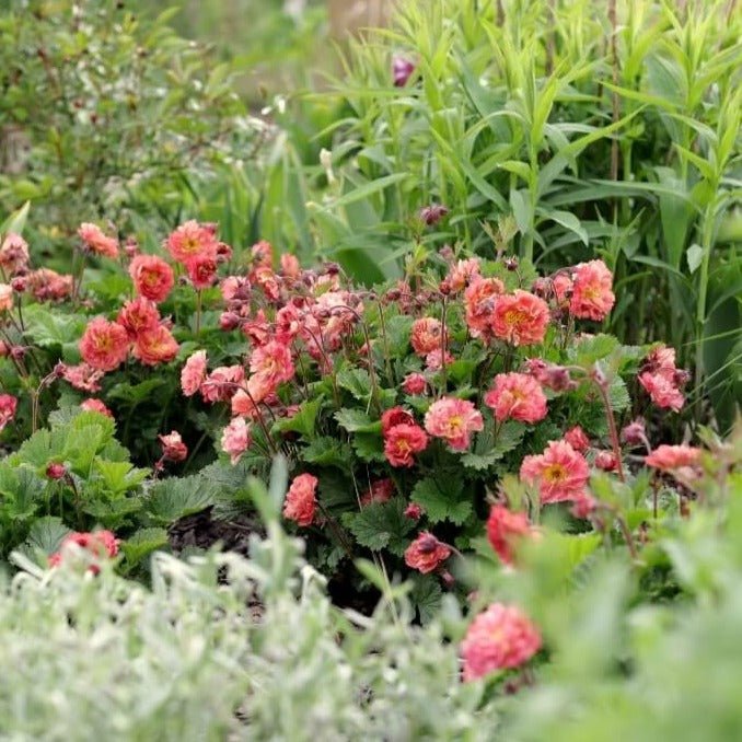 Geum coccineum : BOHEMA PINK Perene Superbe
