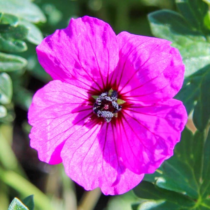 Geranium cinereum : GIUSEPPII Perene Superbe