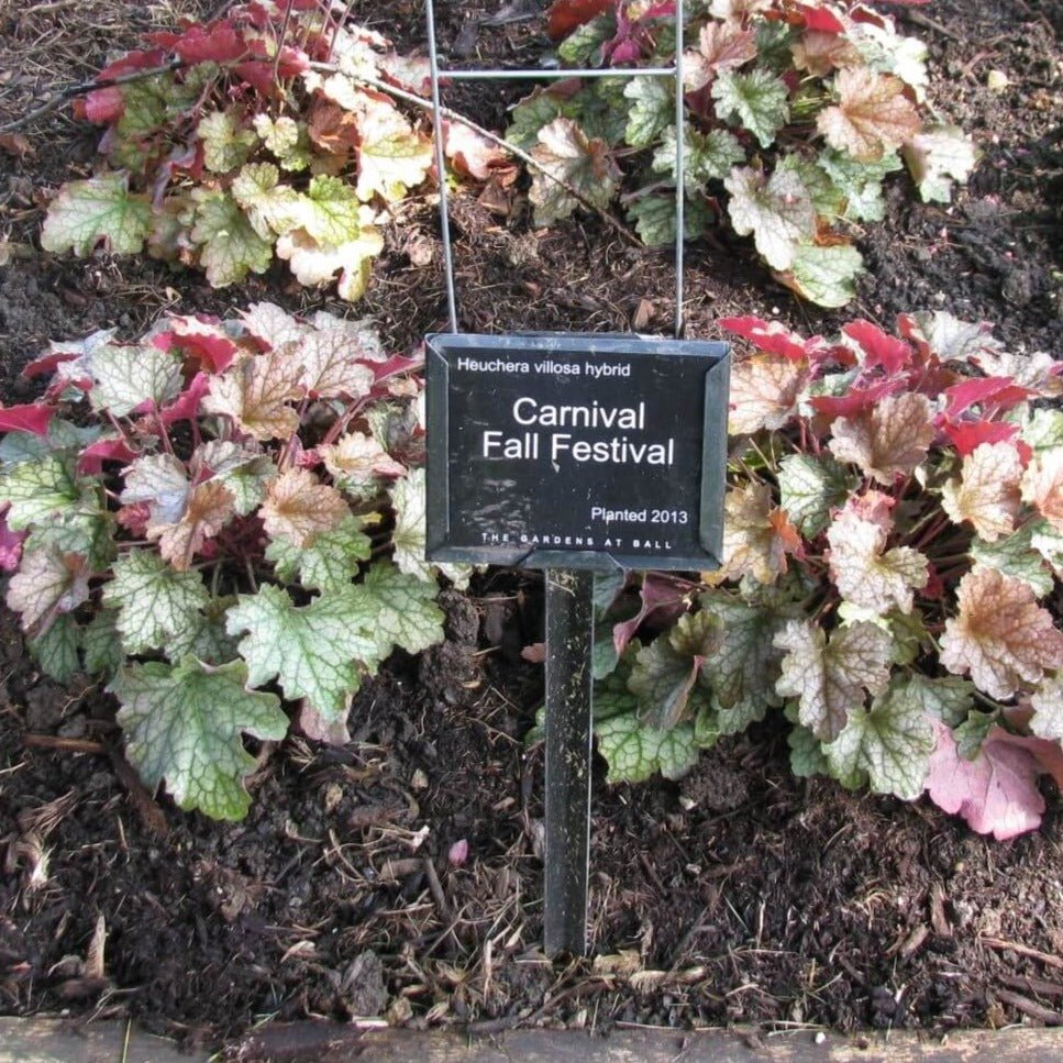 Heuchera : VILLOSA CARNIVAL FALL FESTIVAL Perene Superbe