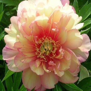 Paeonia itoh : JULIA ROSE Perene Superbe