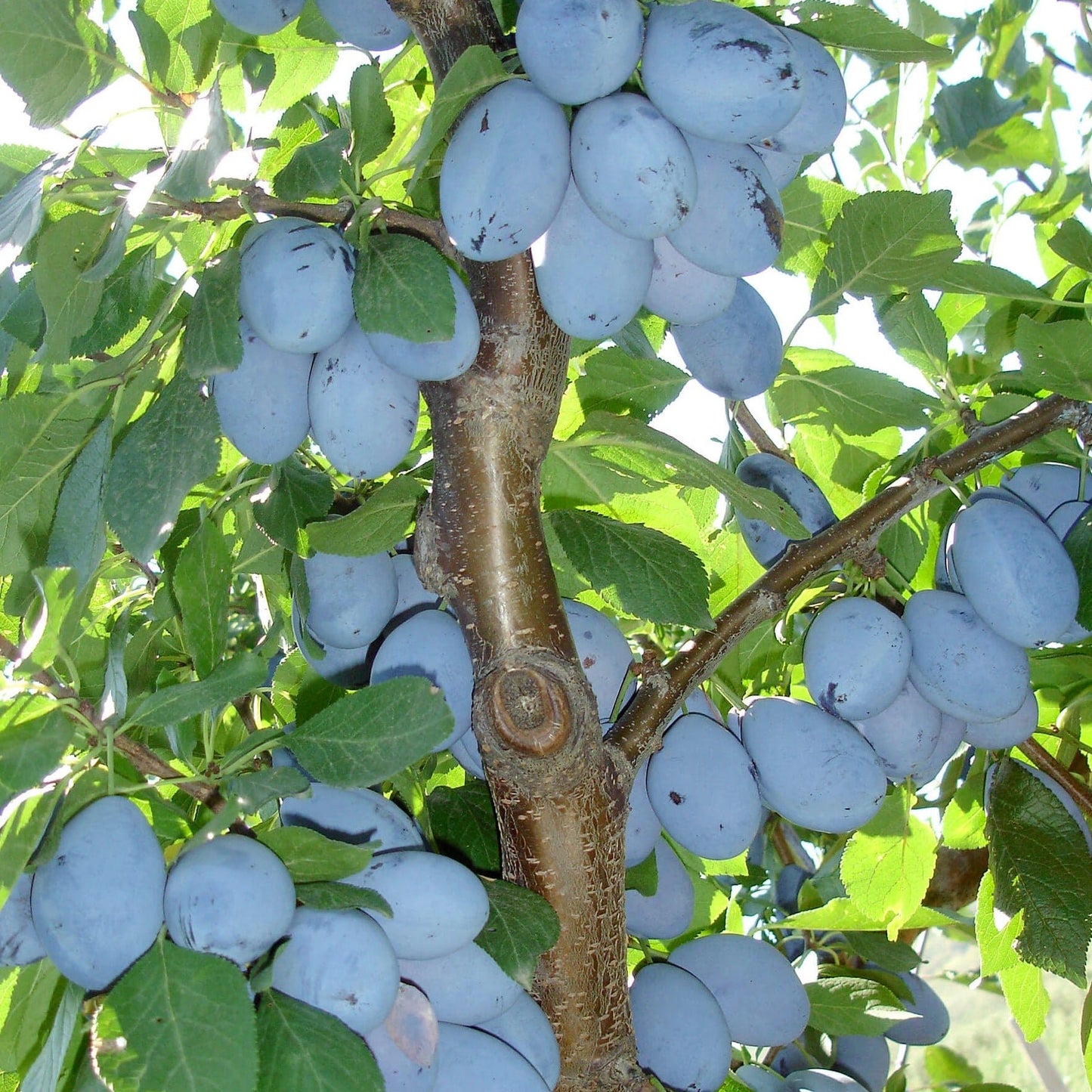 Prun STANLEY Prun de anul 2 - coroana proiectata