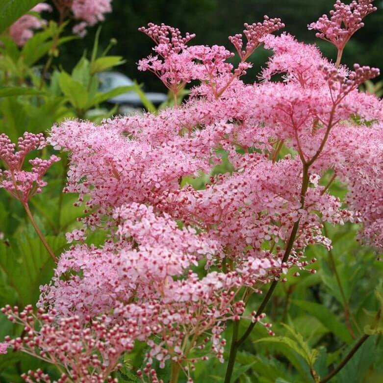 Filipendula rubra : VENUSTA MAGNIFICA Perene Superbe
