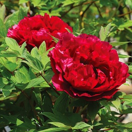 Paeonia suffruticosa : TAIYO Perene Superbe