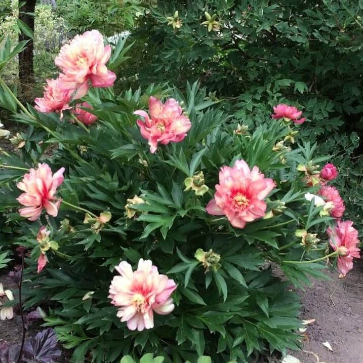 Paeonia itoh : JULIA ROSE Perene Superbe