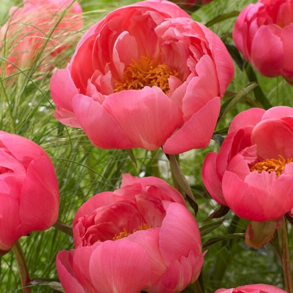 Paeonia lactiflora : CORAL SUNSET Perene Superbe