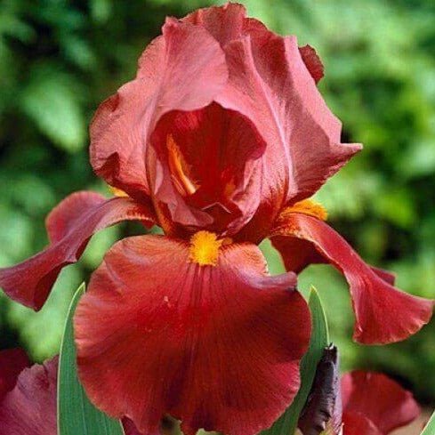 Iris germanica : RESPECTABLE Perene Superbe