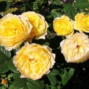 FRANCE INFO Trandafir floribunda