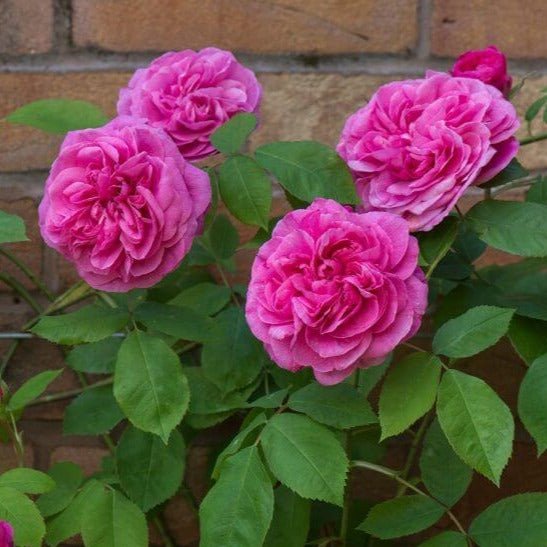 GERTRUDE JEKYLL Trandafir floribunda