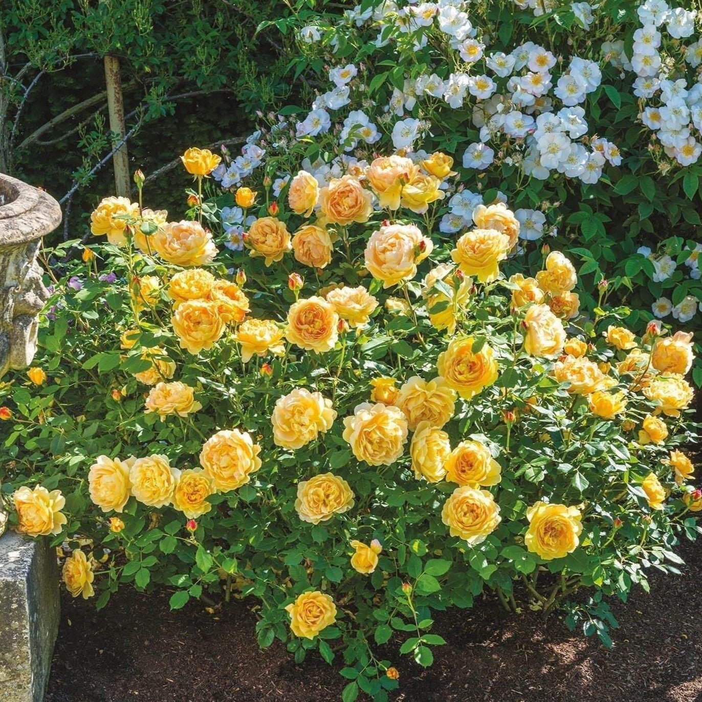GOLDEN CELEBRATION Trandafir floribunda