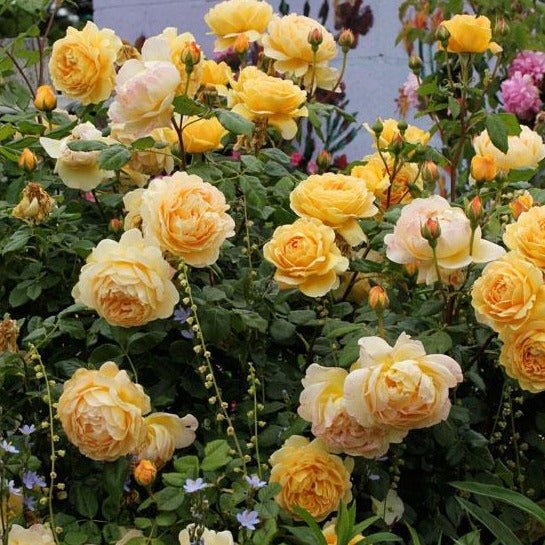 GOLDEN CELEBRATION Trandafir floribunda