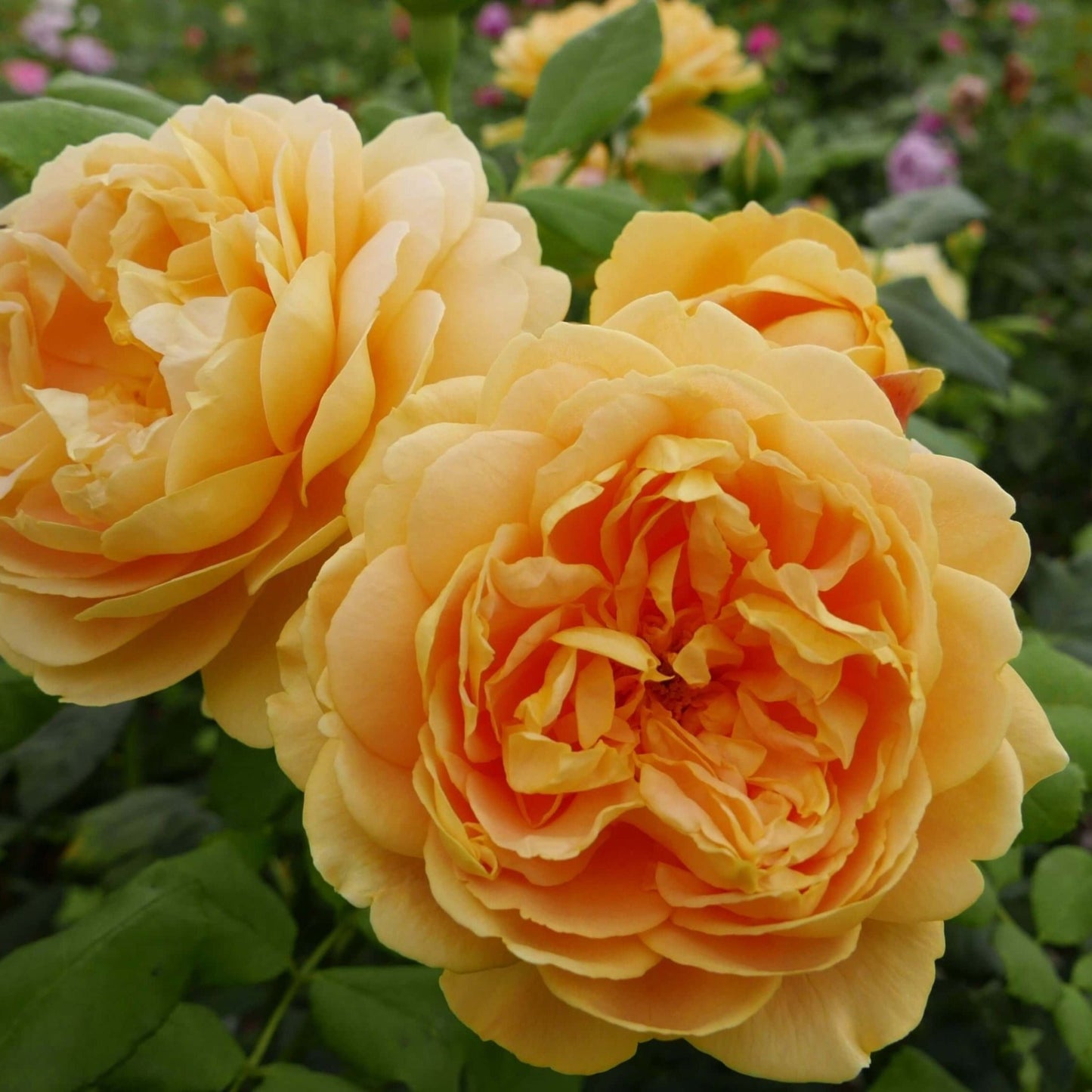 GOLDEN CELEBRATION Trandafir floribunda