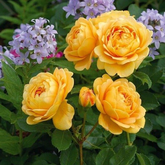 GOLDEN CELEBRATION Trandafir floribunda