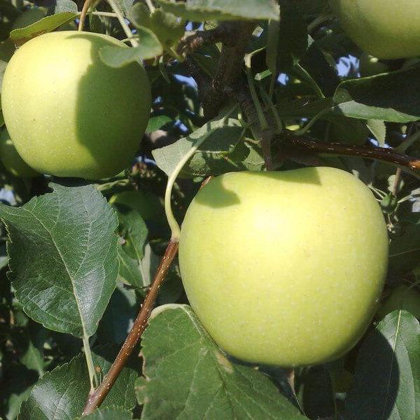 Mar GOLDEN DELICIOS (SMOOTHEE) Mar de anul 2 - tip varga