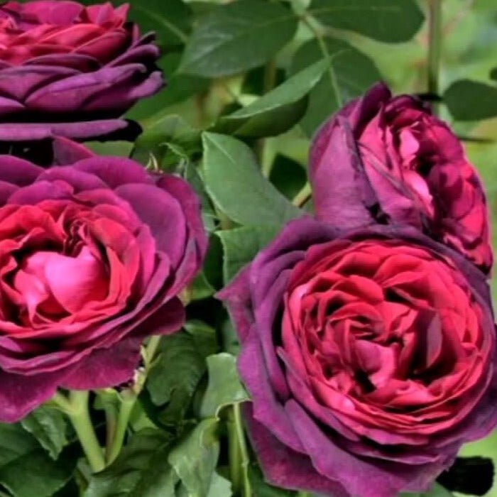 GRAFIN VON HARDENBERG Trandafir teahibrid