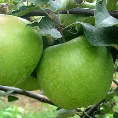 Mar GRANNY SMITH Mar de anul 2 - coroana proiectata