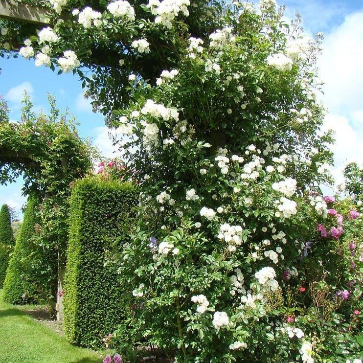 GUIRLANDE D'AMOUR Trandafir urcator