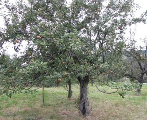 Mar GUSTAV DURABIL Mar de anul 2 - coroana proiectata