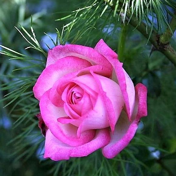 HARLEKIN Trandafir urcator