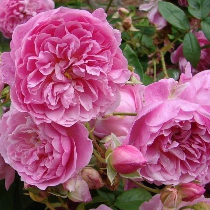 HARLOW CARR Trandafir floribunda