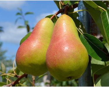 Par HARROW SWEET Par de anul 2 - coroana proiectata