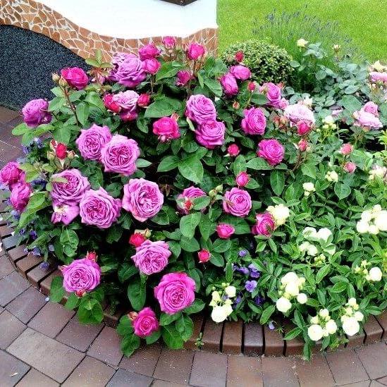 HEIDI KLUM Trandafir floribunda