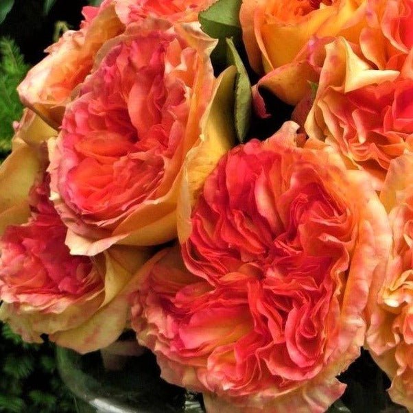 HENRI DELBARD Trandafir teahibrid