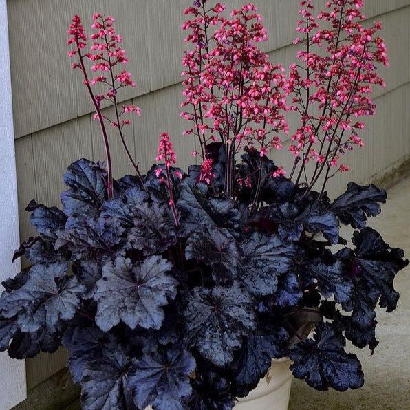 Heuchera : TIMELESS NIGHT Perene Superbe