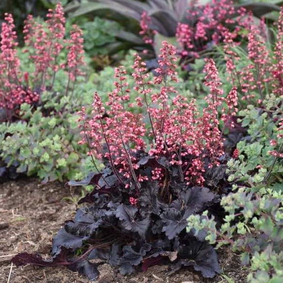 Heuchera : TIMELESS NIGHT Perene Superbe