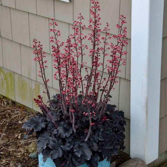Heuchera : TIMELESS NIGHT Perene Superbe