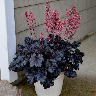 Heuchera : TIMELESS NIGHT Perene Superbe