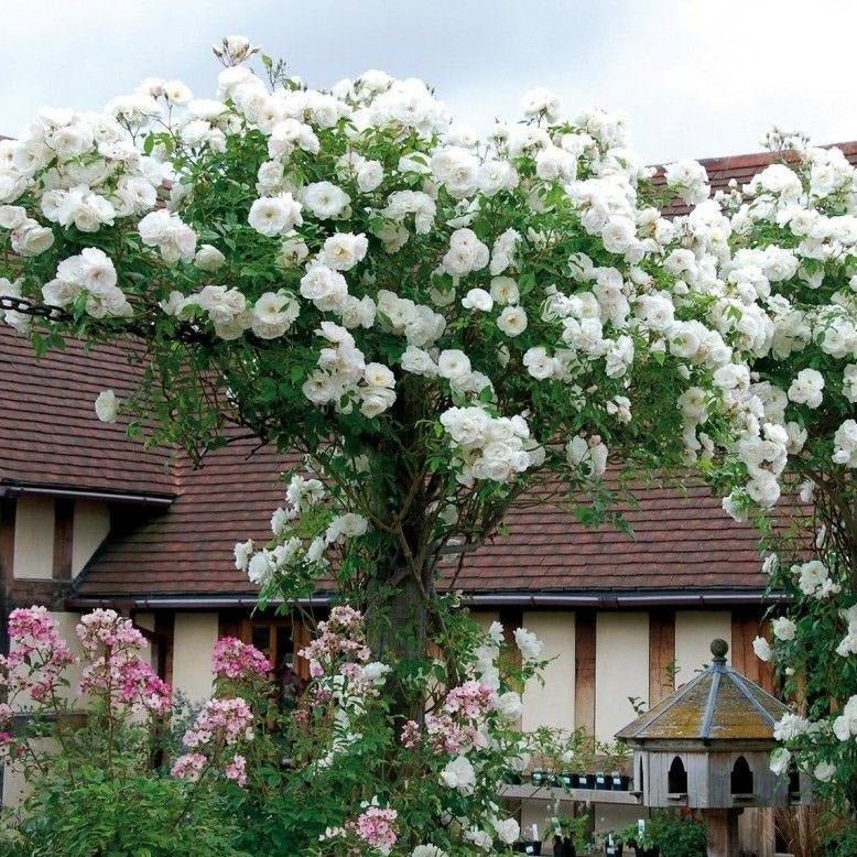 CLIMBING ICEBERG Trandafir urcator